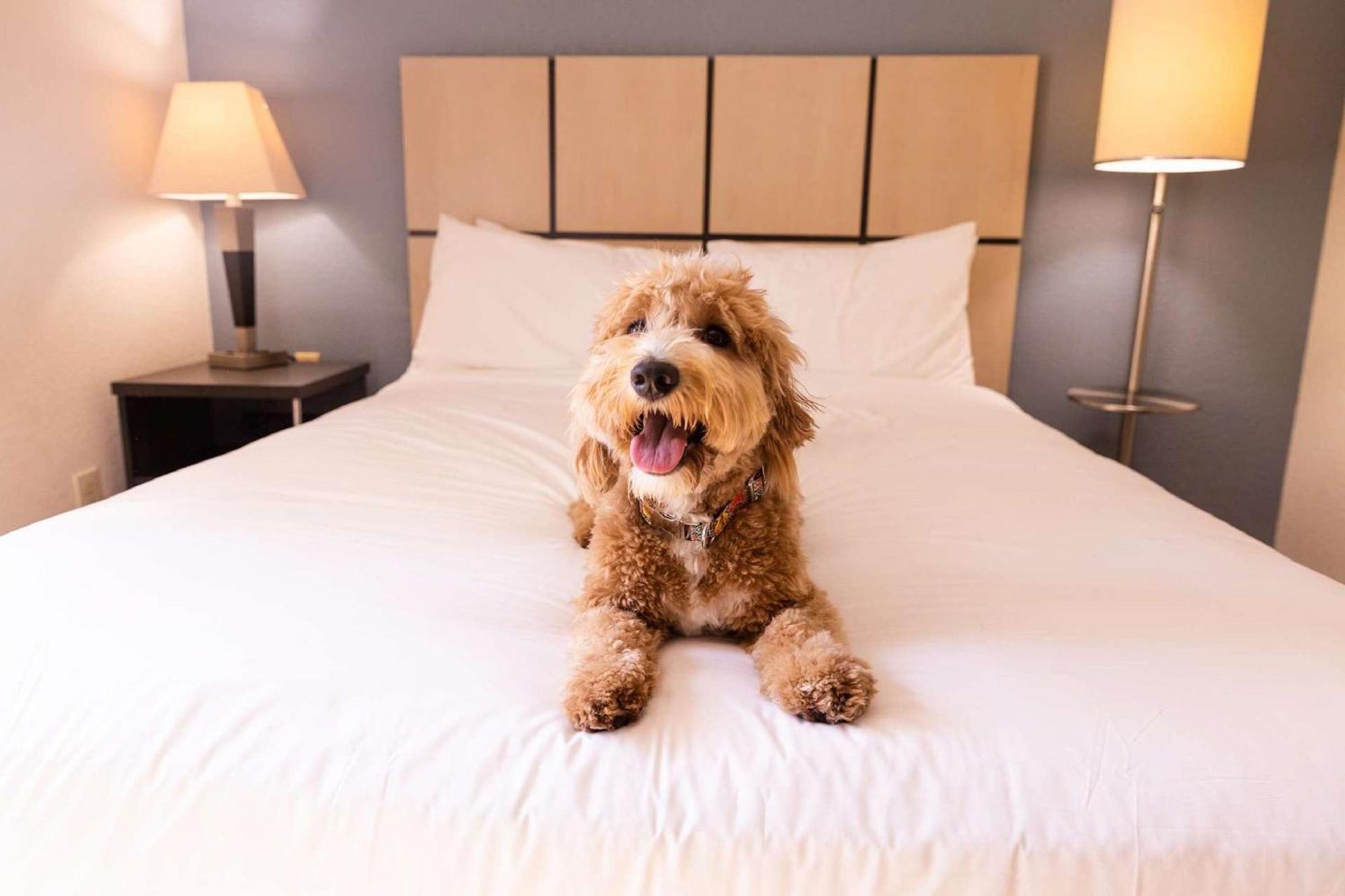 Sonesta Simply Suites Denver West Federal Center Lakewood Eksteriør billede